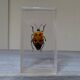 Lot 3 insectes sous inclusions résines vintage
