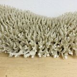 Old XL coral 51 cm