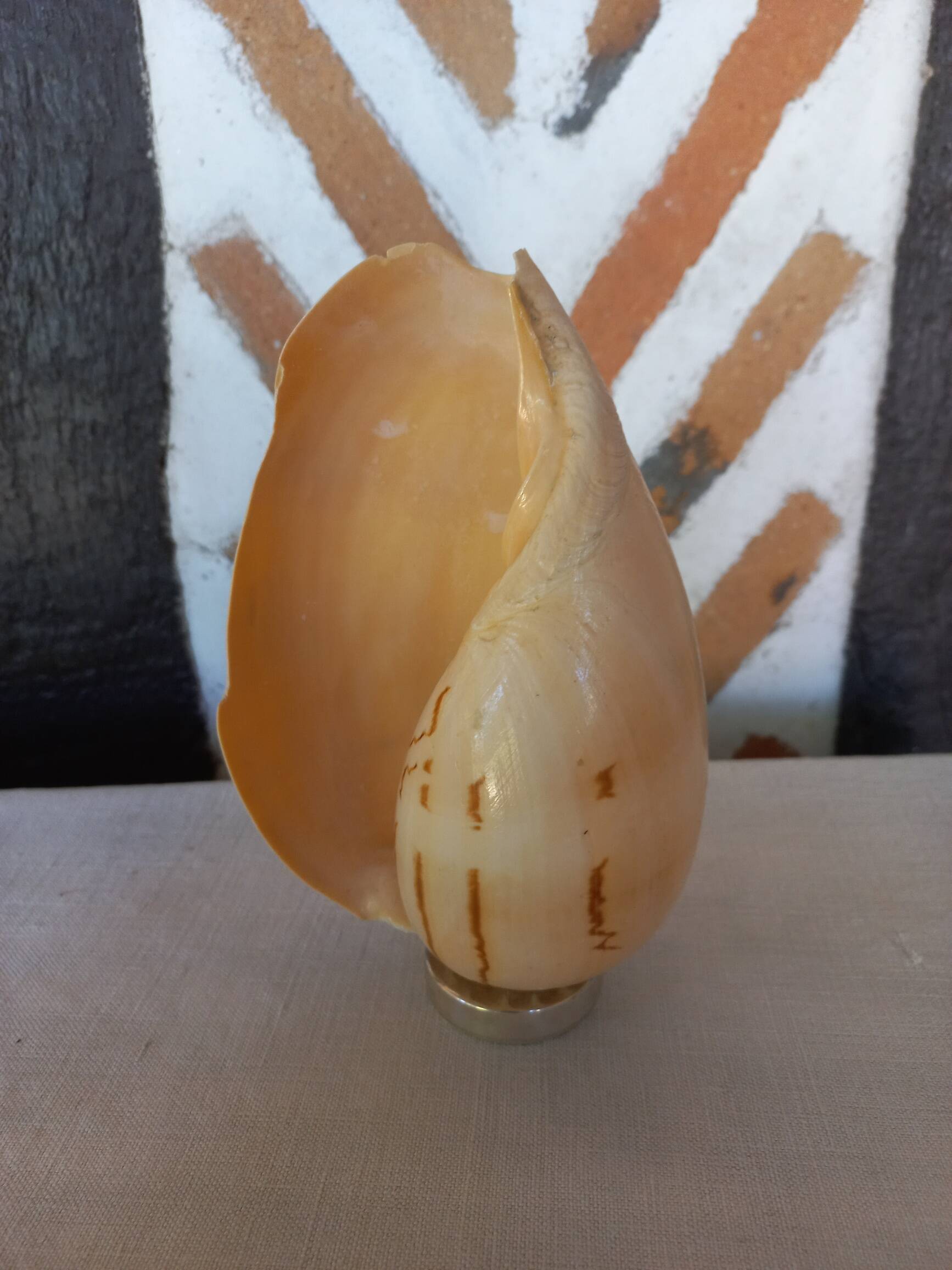 Melo Diadema shell mounted on base