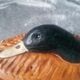 Terrine a paté in limoges porcelain pillivuyt in the shape of a duck