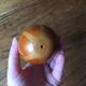 4 fruits décoratifs en bois