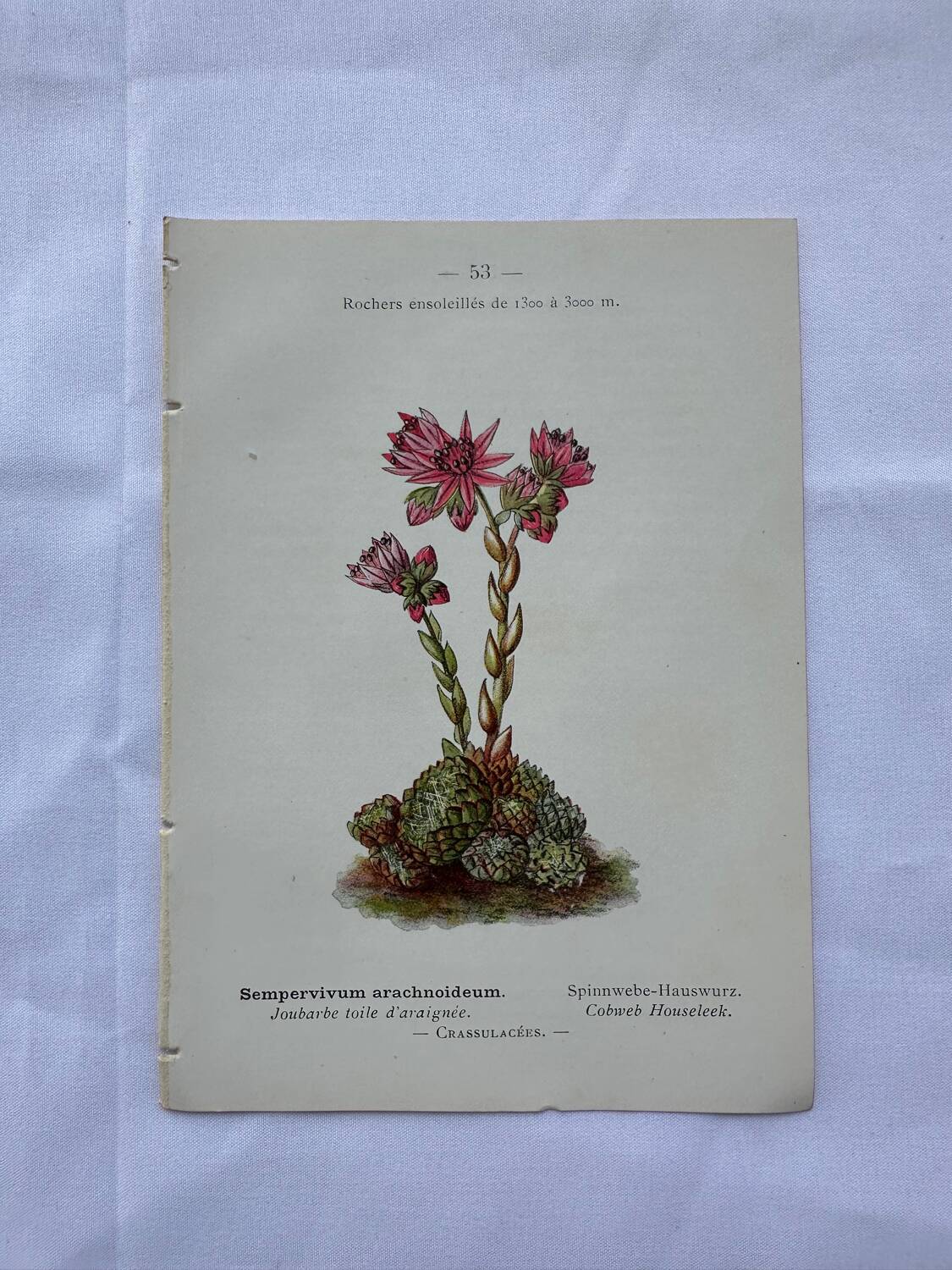 Botanical engraving 18th century French naturalist plate double-sided
