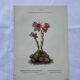 Botanical engraving 18th century French naturalist plate double-sided