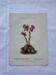 Botanical engraving 18th century French naturalist plate double-sided