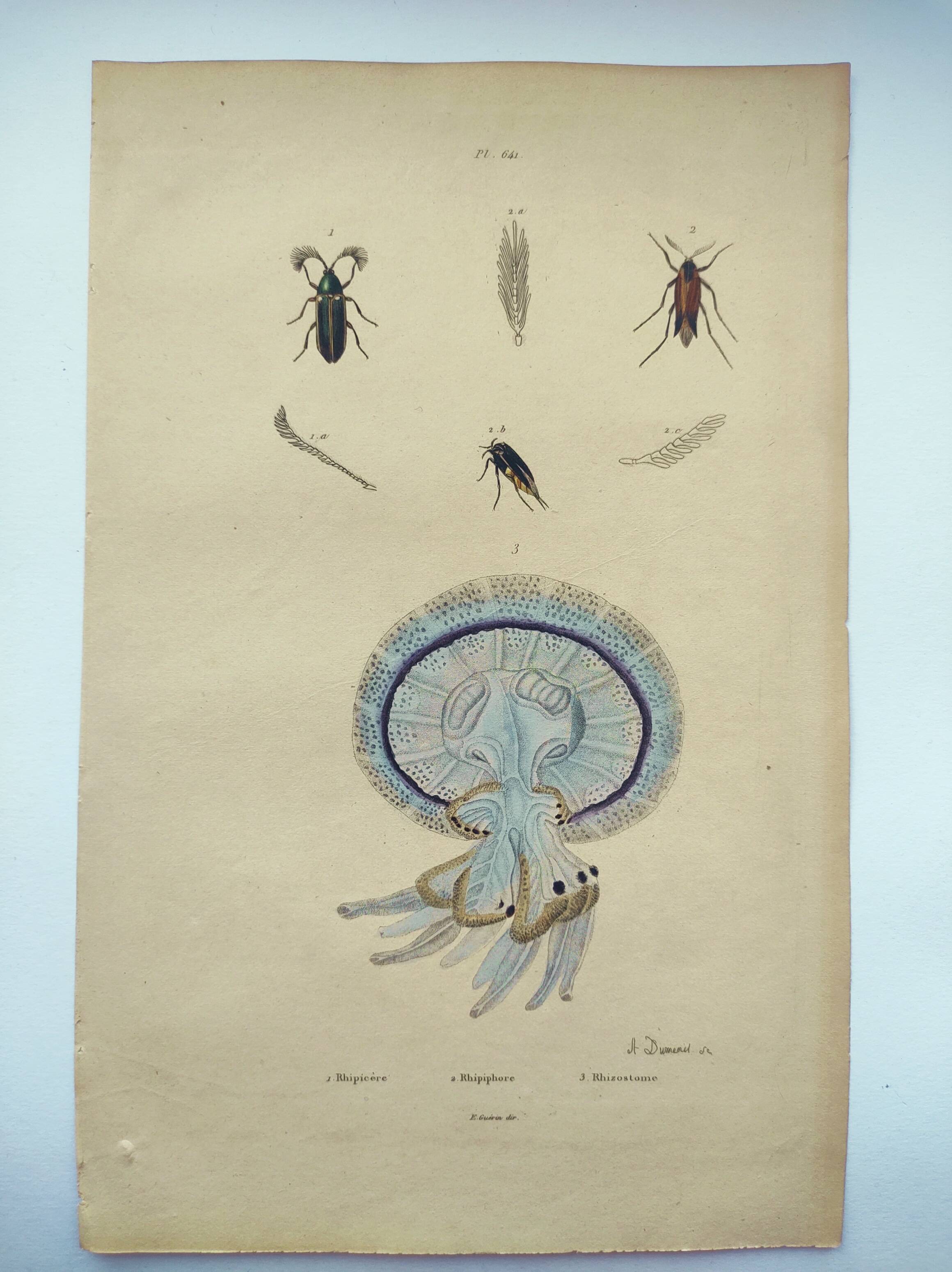 Old engraving from 1838 - Rhizostome jellyfish - Zoological hand-colored plate by Dumenil