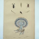 Gravure ancienne de 1838 -Méduse rhizostome- Planche coloriée à la main zoologique de Dumenil