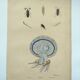 Old engraving from 1838 - Rhizostome jellyfish - Zoological hand-colored plate by Dumenil