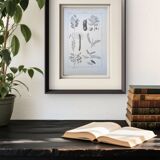 Imprimée en 1889, les légumineuses. Planche botanique ancienne.