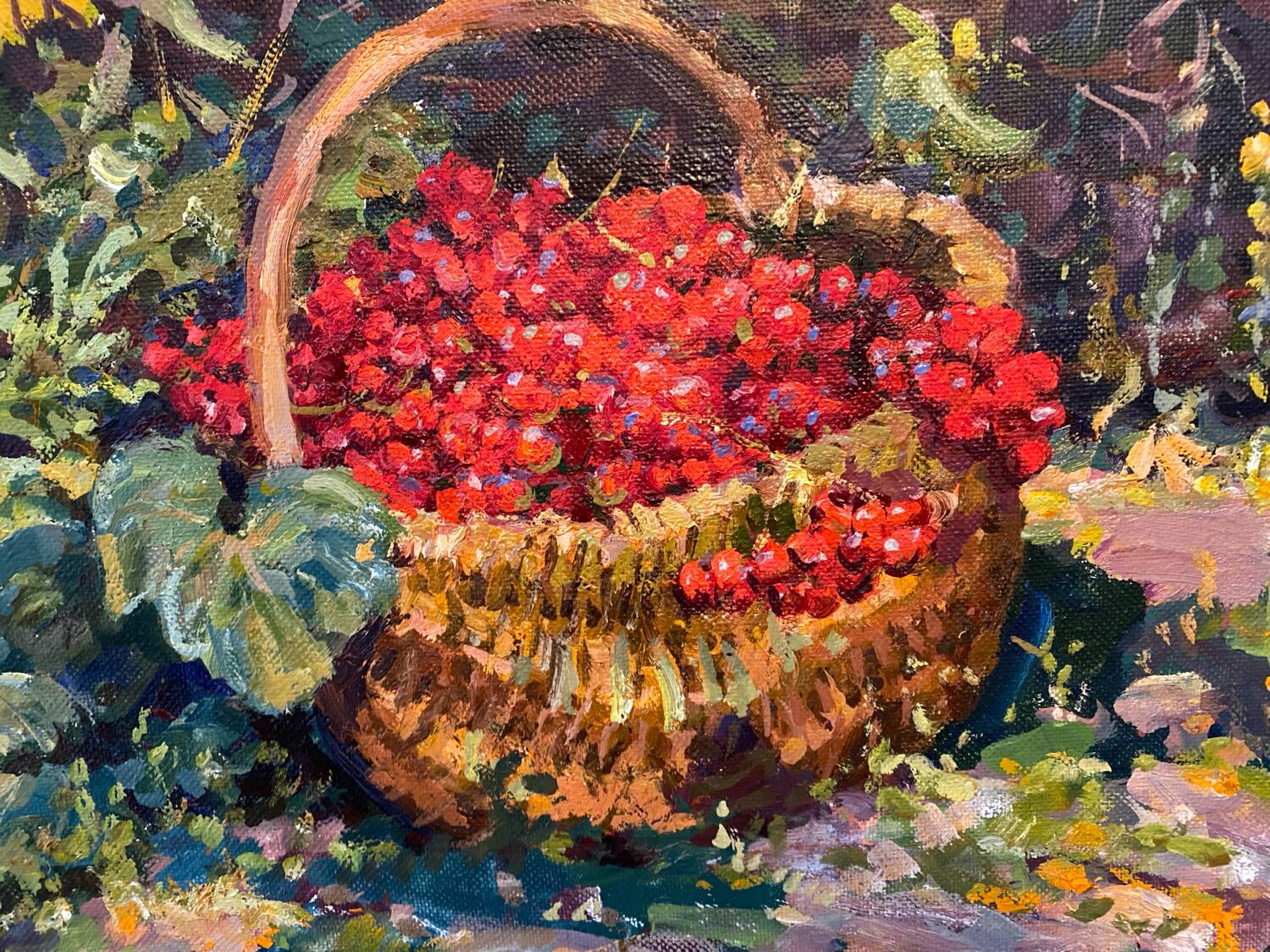 Basket of Russian school cherries