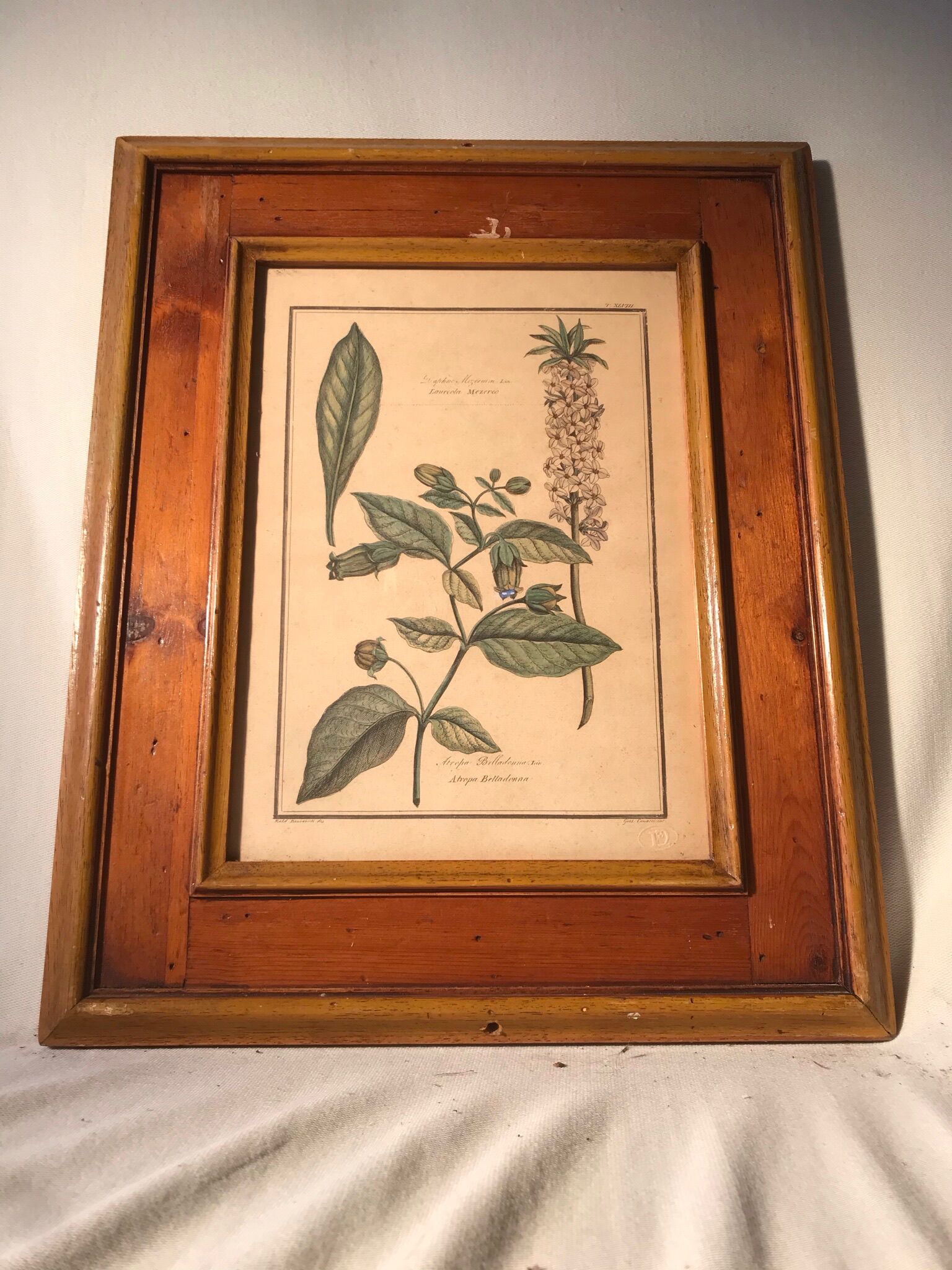 Ancienne planche botanique végétaux tampon relief avec cadre bois vintage