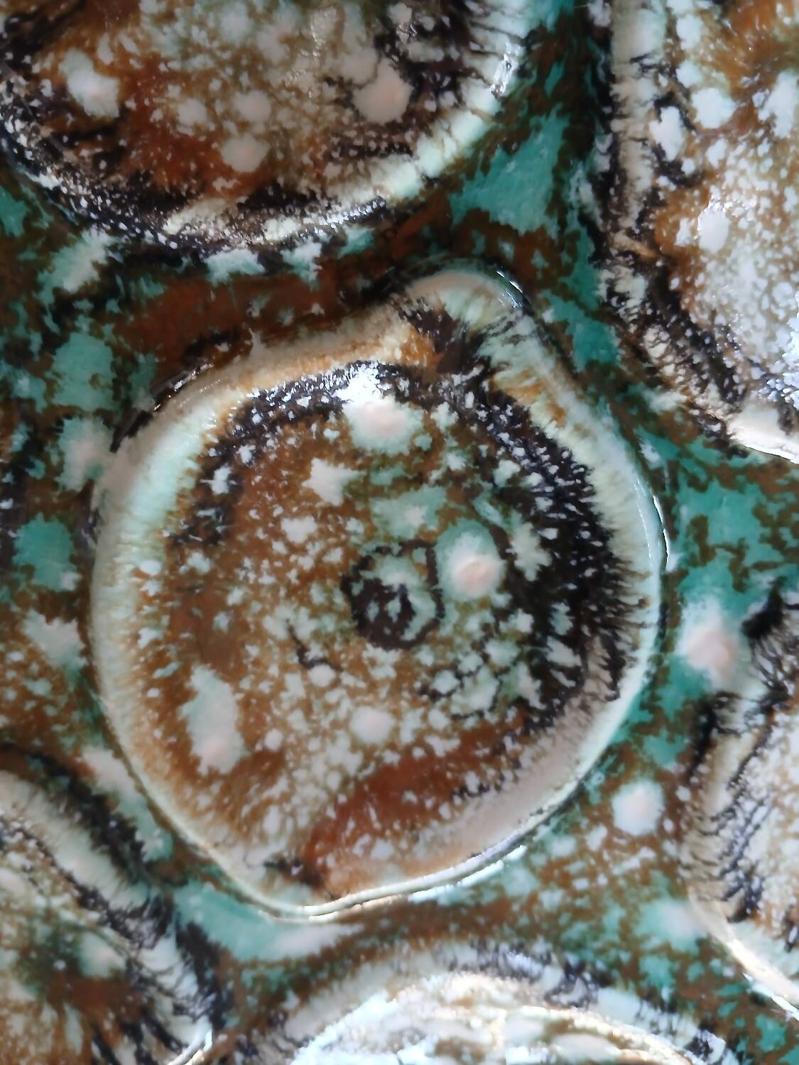 5 old Niderviller oyster plates