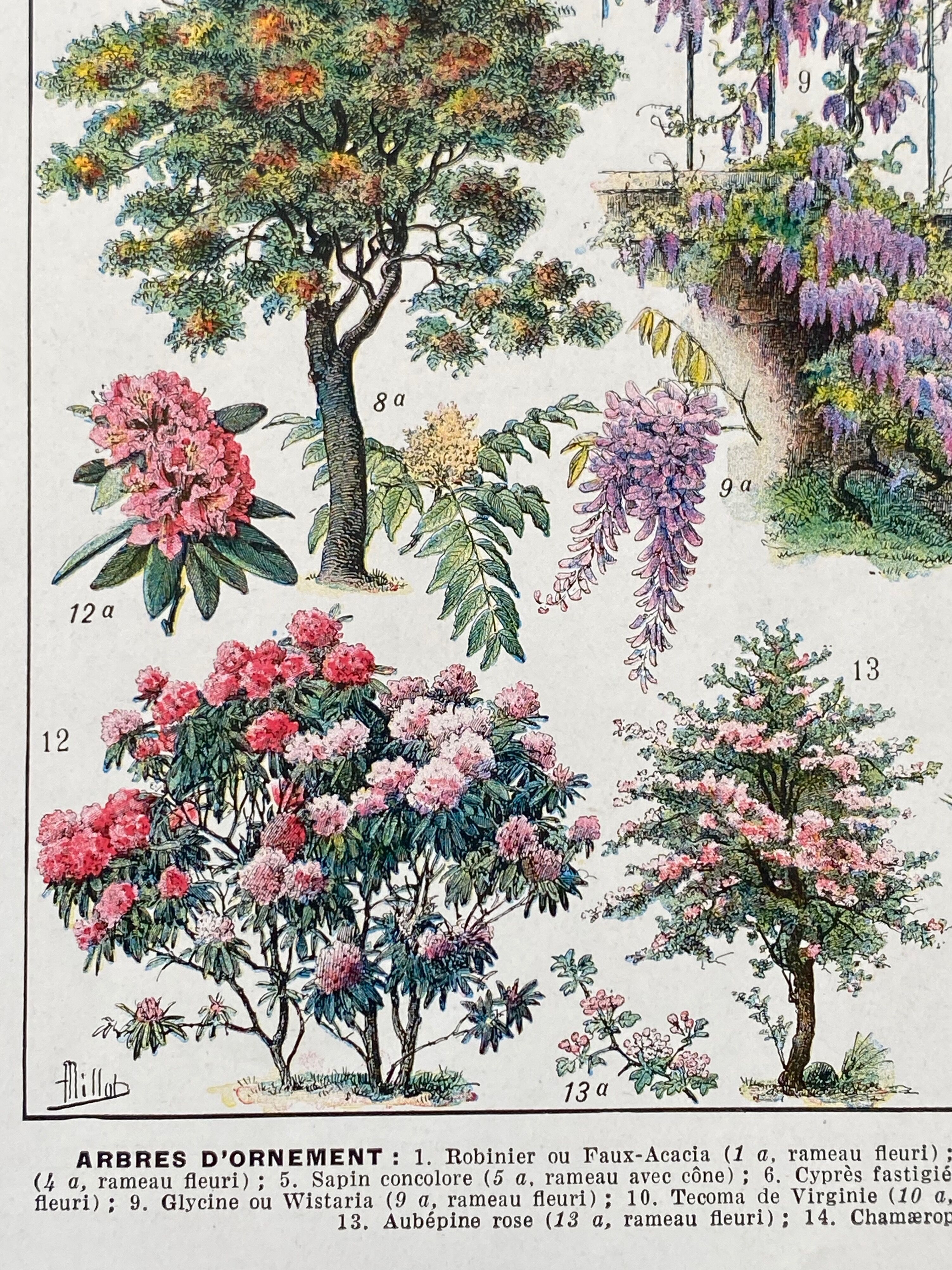 Illustration Millot "Gardens (ornamental trees)"