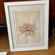 Alguier Marine Herbarium Algae cabinet of curiosities antique natural history