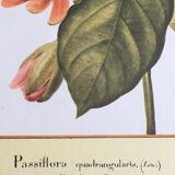Reproduction of the "Passiflora Quadrangularis" pj redoute under glass. Wooden frame.