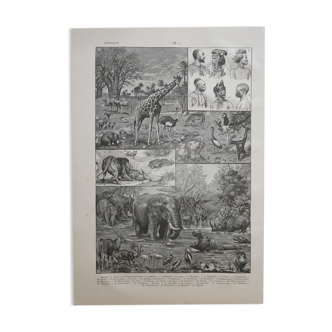 Lithographie gravure et carte sur l'Afrique datant de 1905