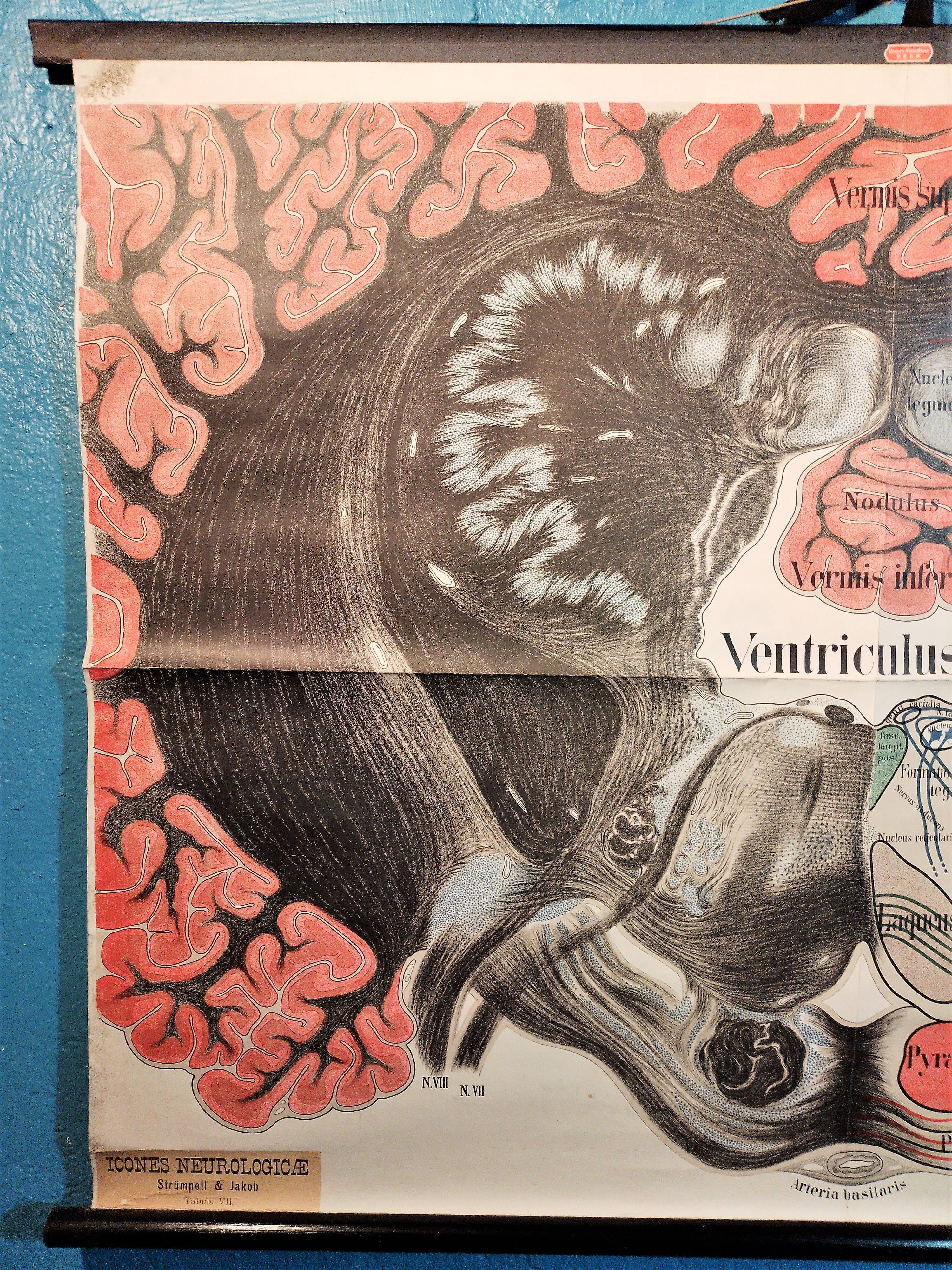 Educational poster "Neurons" 1960s