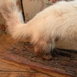 Naturalized ferret taxidermy