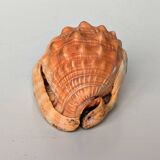 Red Helmet Shell or Bull's Mouth Helmet (Cypraecassis rufa)
