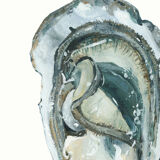 "Paule", the oyster, art print 21/29.7 cm