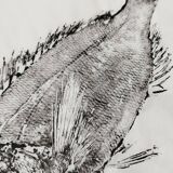 Gyotaku d'une dorade grise