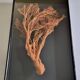 Orange coral, "Gorgon" framed under glass, 60 cm