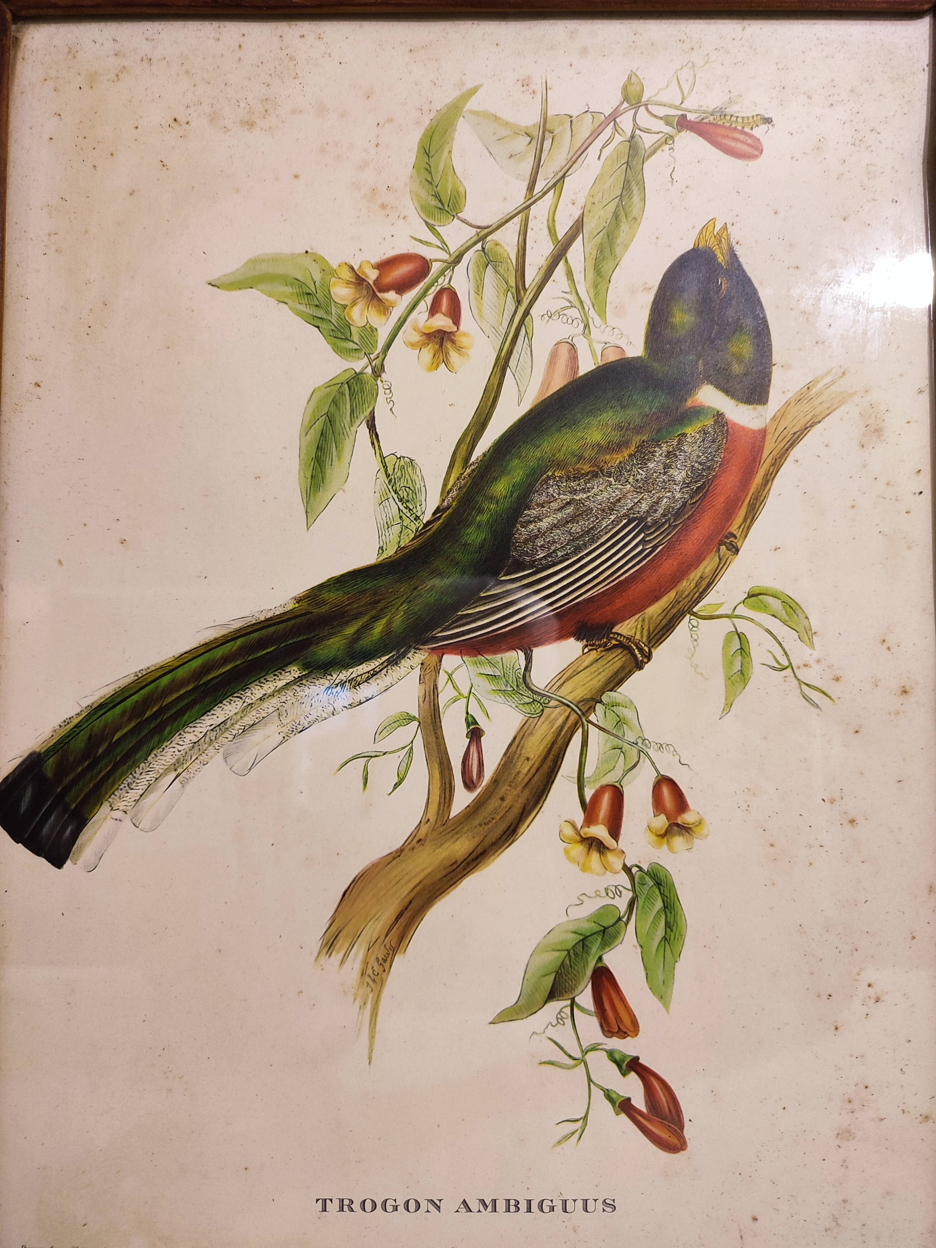 Gould lithograph enhanced hand Trogon ambiguus