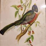 Gould lithograph enhanced hand Trogon ambiguus