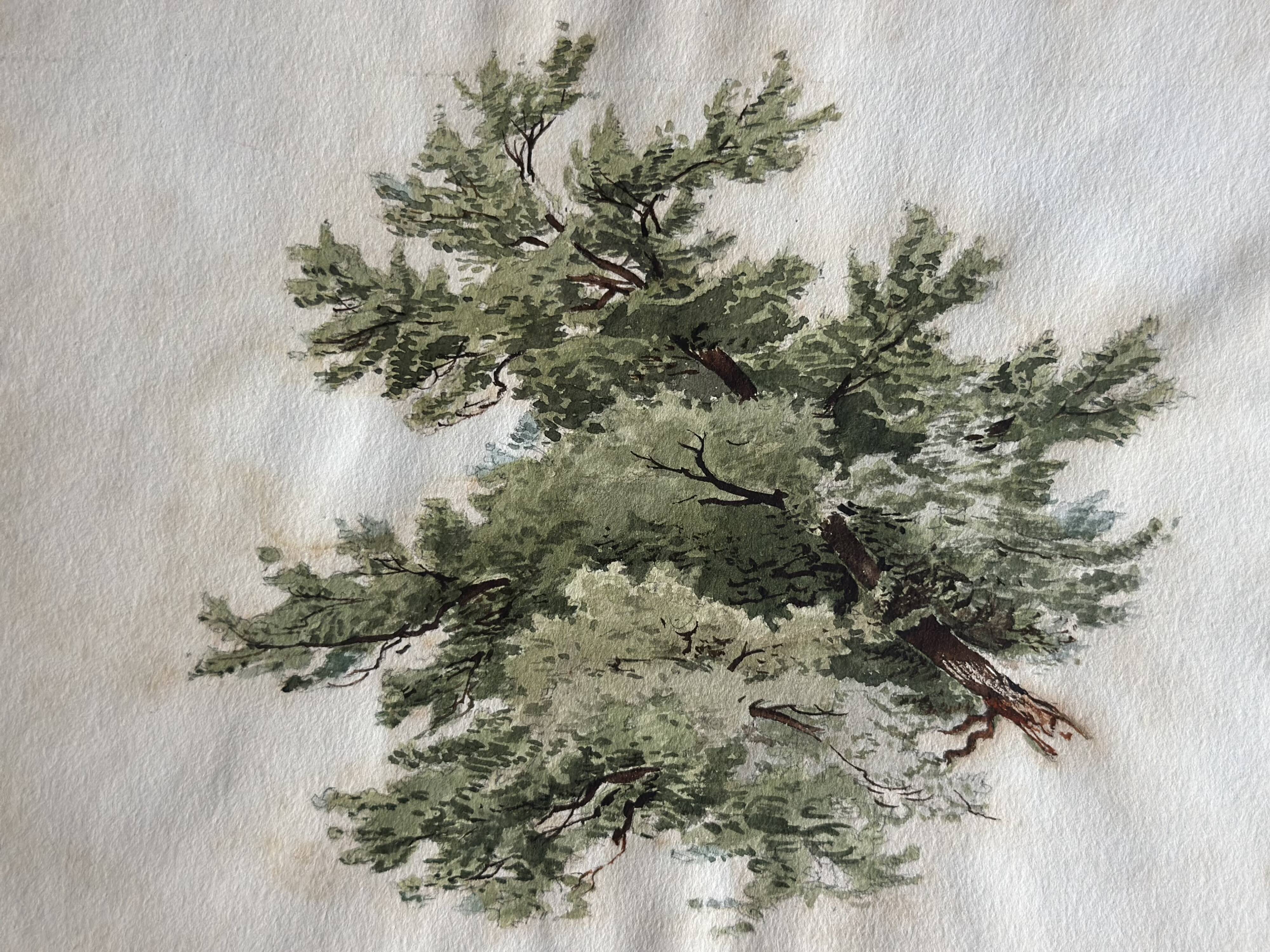 Old watercolour of a tree, botanical study signed, mid-20th century.
