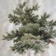 Old watercolour of a tree, botanical study signed, mid-20th century.