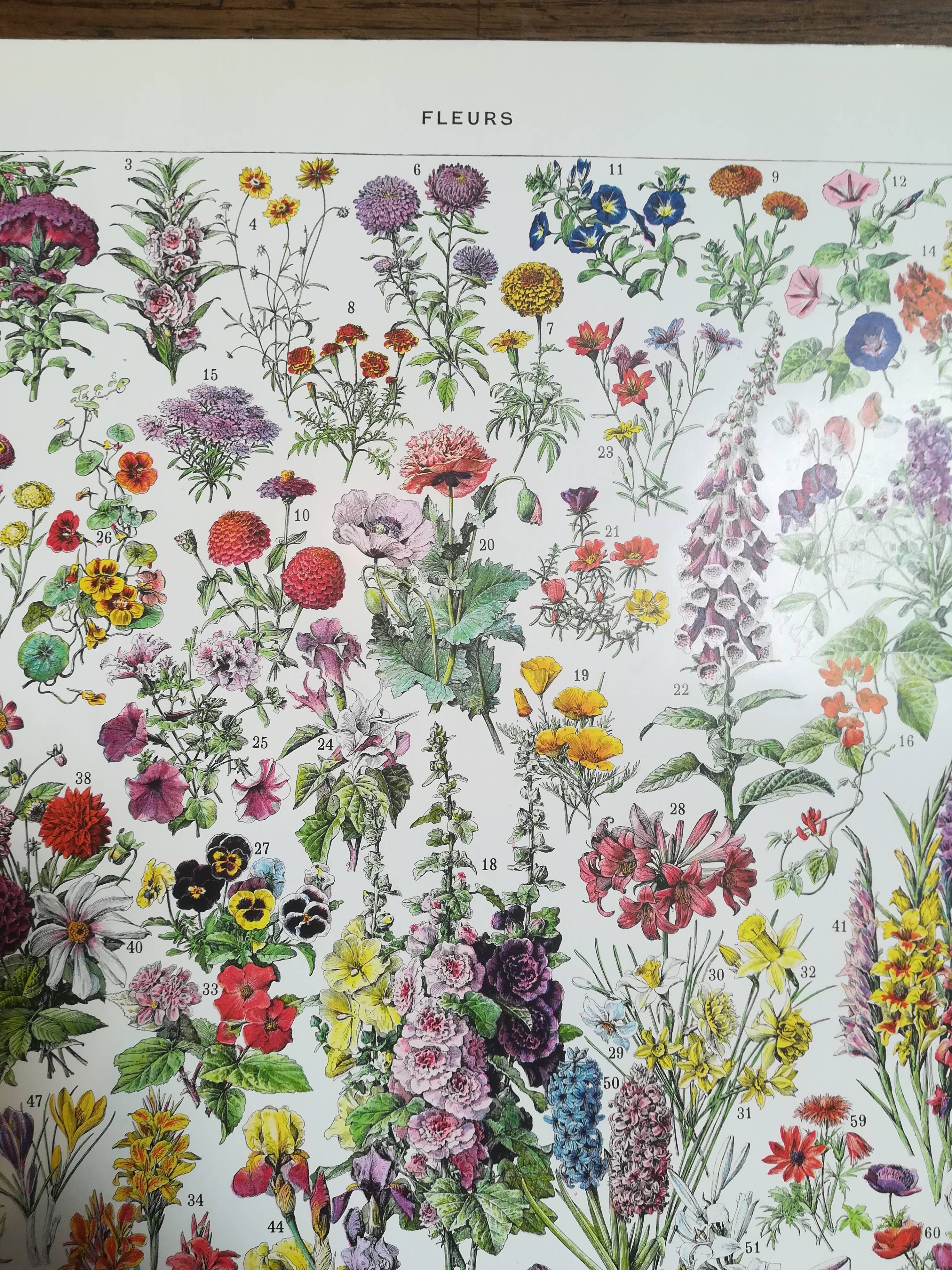 Lithograph on flowers from 1928 (amaranth)