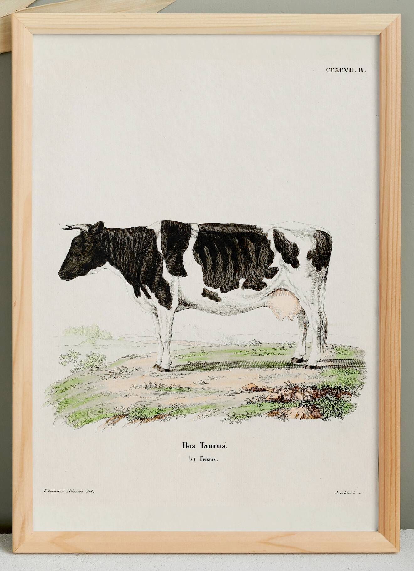 Poster about a cow, based on an old engraving from 1774.