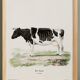 Poster about a cow, based on an old engraving from 1774.
