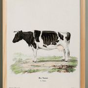 Poster about a cow, based on an old engraving from 1774.