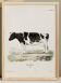 Affiche sur la vache, d’après une gravure ancienne de 1774.