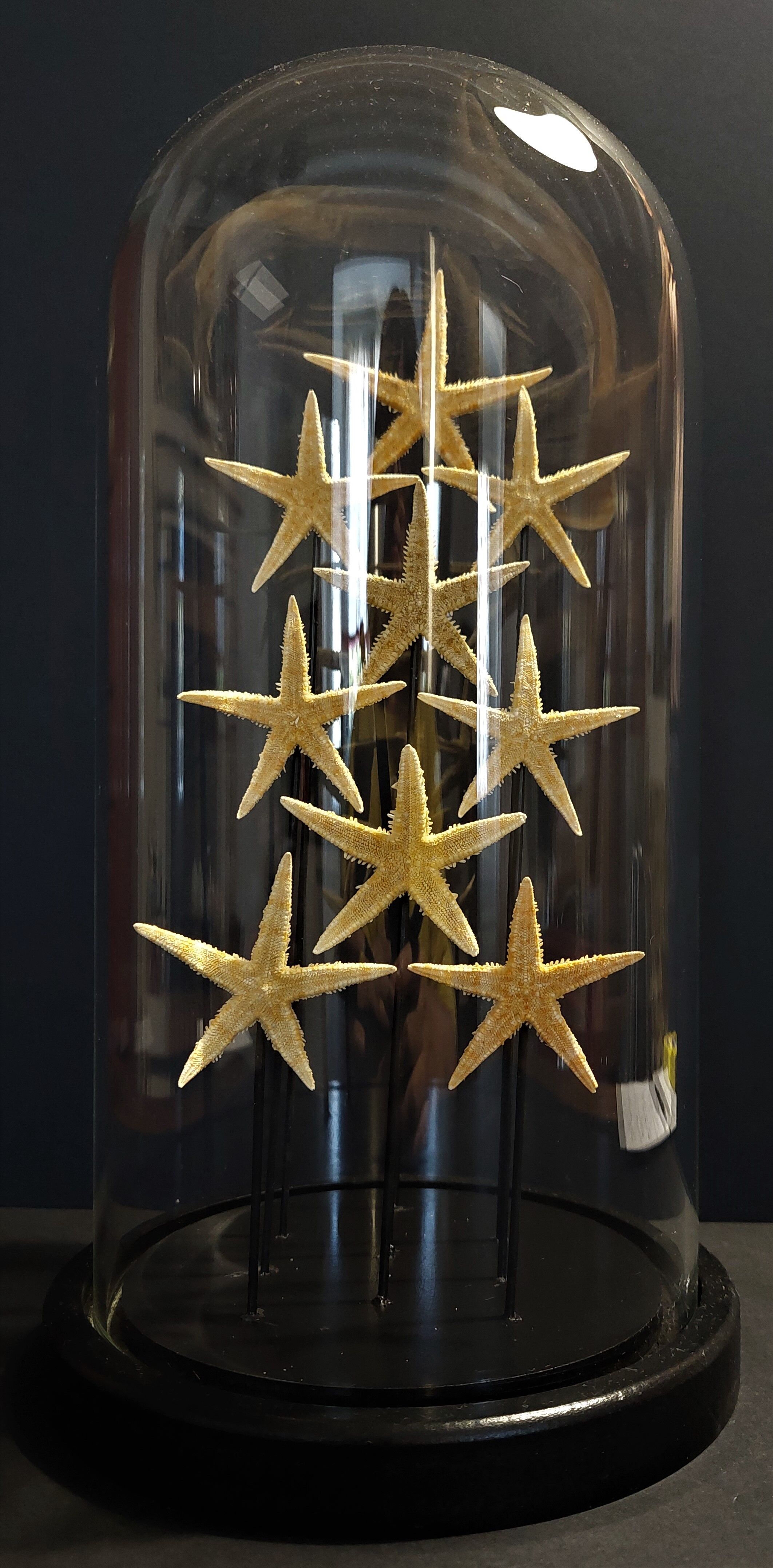 Cabinet of Curiosities globe with starfish asteroidea sp.