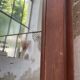 Late 19th century XL wooden mirror