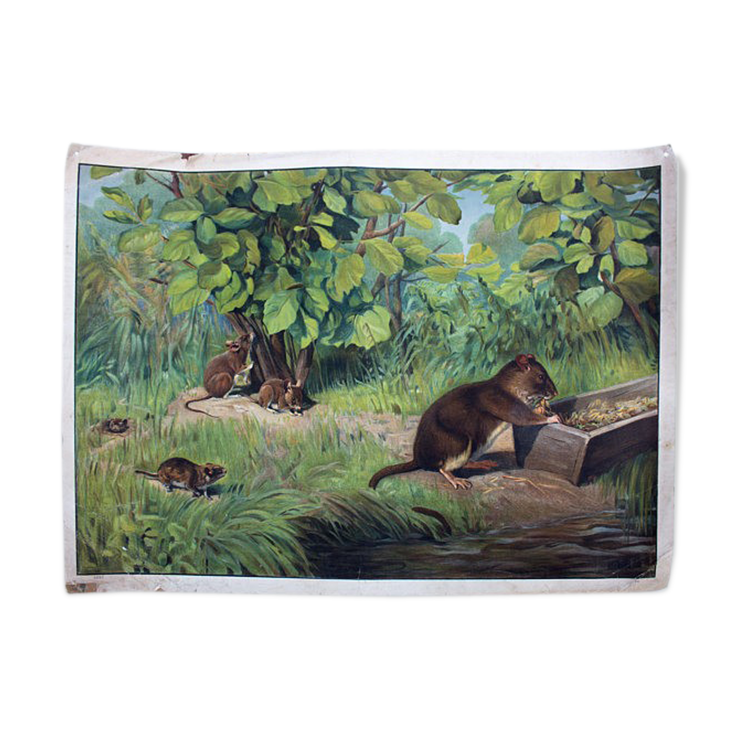 Poster "Mouse" educational graphic A. Wagner 1923