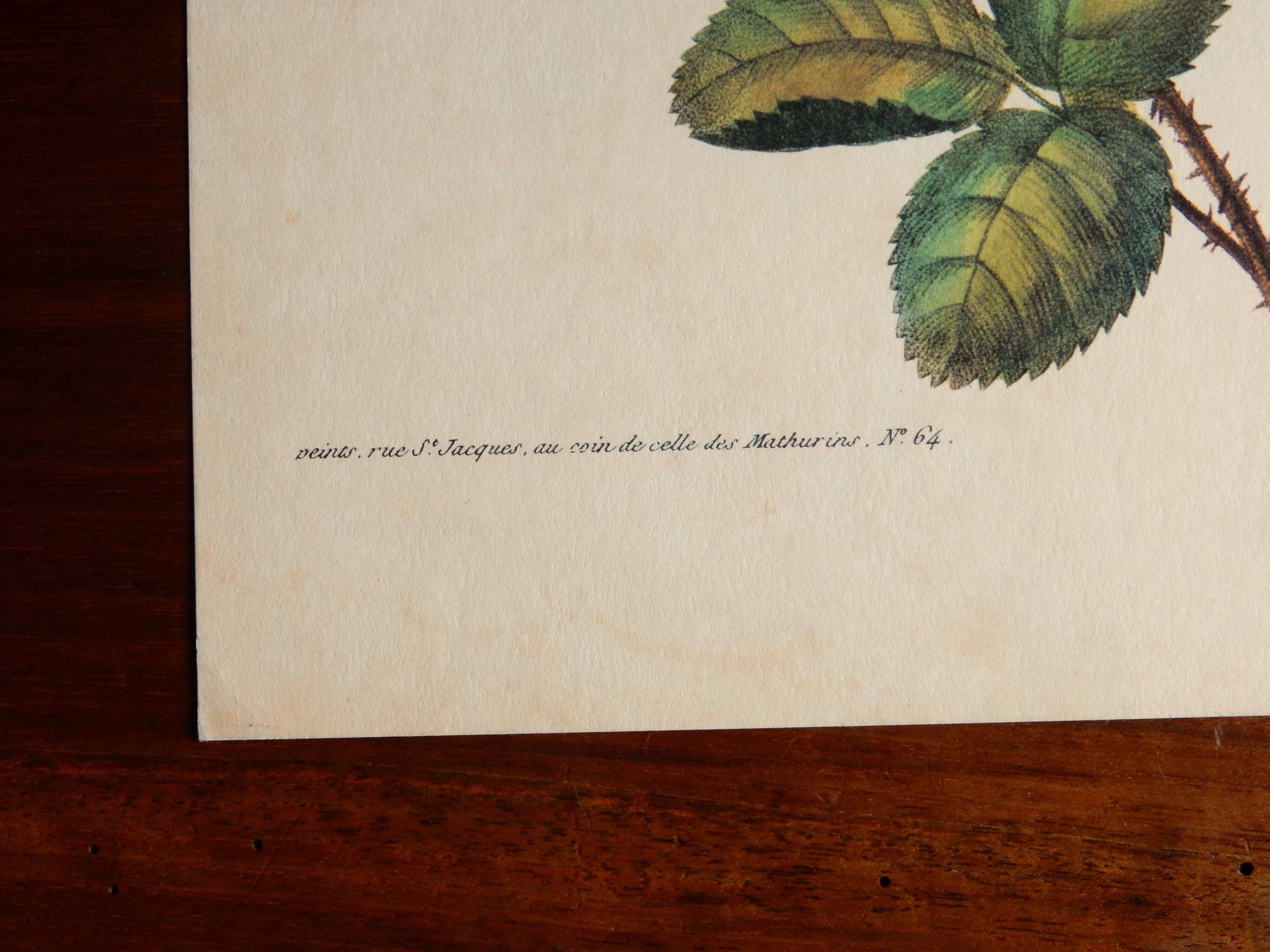 Ancienne planche botanique de rose vintage années 60