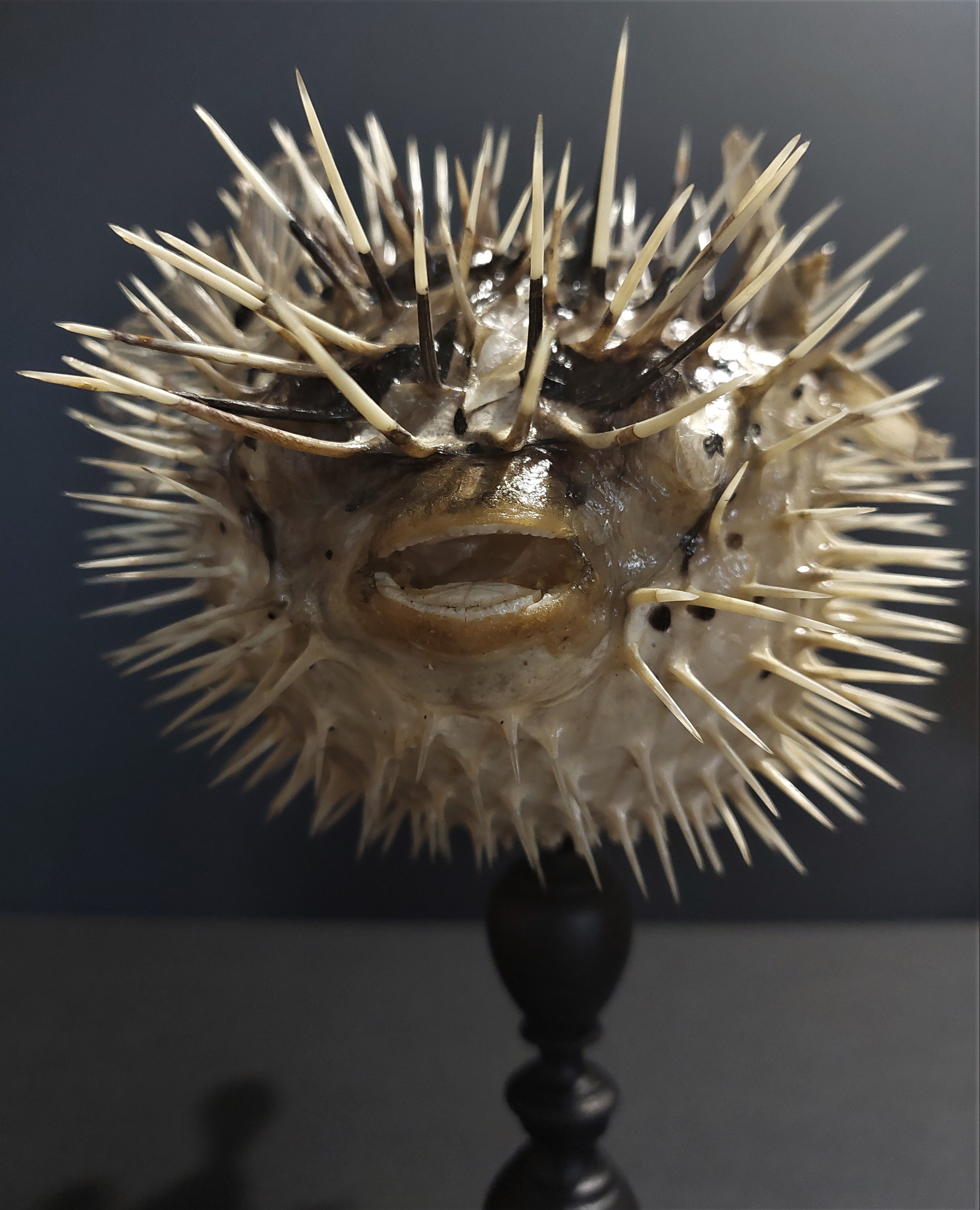 Cabinet of Curiosities naturalized fish diodon holocanthus on base