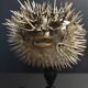 Cabinet of Curiosities naturalized fish diodon holocanthus on base