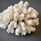Natural white coral foot