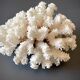 Pied de corail blanc naturel