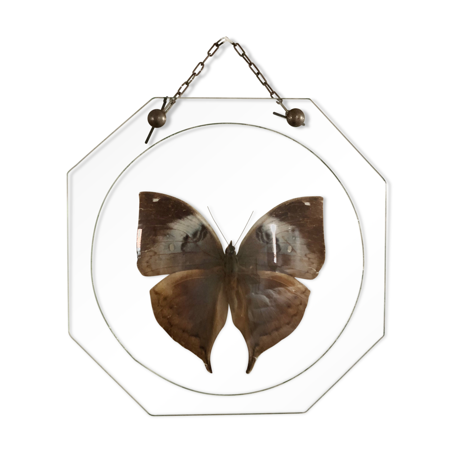 Papillon naturalisé sous globe Napoléon III