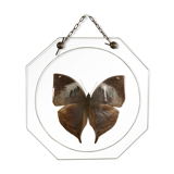 Naturalized butterfly under globe Napoleon III