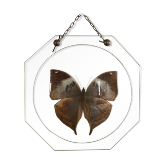 Naturalized butterfly under globe Napoleon III