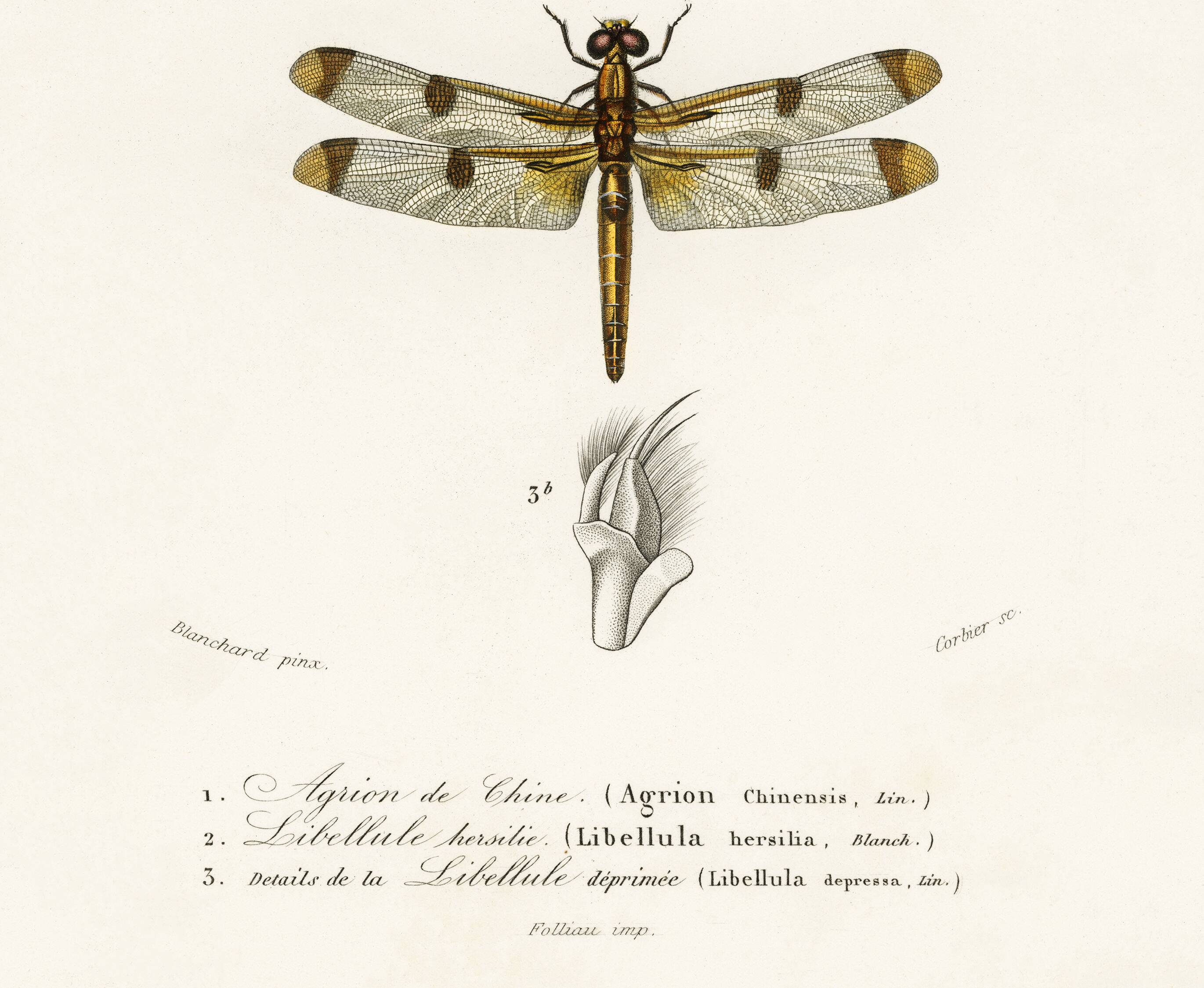 Poster about dragonflies, based on an old engraving from 1849.