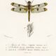 Poster about dragonflies, based on an old engraving from 1849.