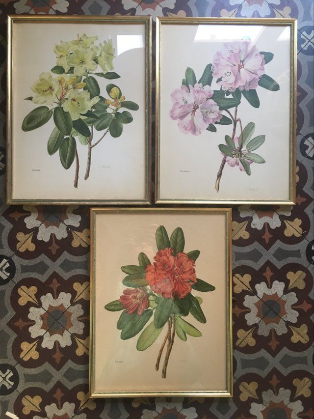 Botanical setting Rhododendron Oreodoxa by Riefel