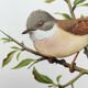 Old bird board 1960s - Gray Warbler - Zoological and ornithological illustration