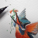 Kingfisher